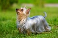 Australian Silky Terrier Royalty Free Stock Photo