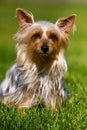 Australian Silky Terrier