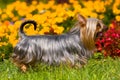 Australian Silky Terrier Royalty Free Stock Photo