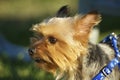 Australian Silky Terrier Royalty Free Stock Photo