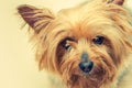 Australian Silky Terrier Dog Royalty Free Stock Photo