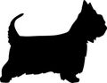 Australian Silky Terrier silhouette Royalty Free Stock Photo