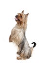 Australian Silky Terrier Royalty Free Stock Photo