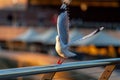 Gracious seagull take-off