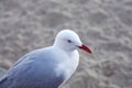 Australian Silver gull portrait sitting in sand