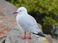 Australian Silver gull