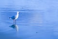 Australian Silver Gull in water