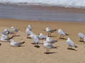 Australian silver gulls