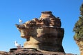 Australian Silver Gulls on an eroded weathered rock