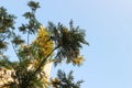 Australian Silver Oak, Grevillea robusta or Kalla or Proteaceae or Silver Oak or Southern Silky Oak