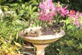 Australian Silvereyes in a bird bath