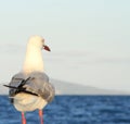 Sea gull with ocean in background