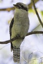 Australian Small bird Laughing kookaburra Dacelo novaeguineae Royalty Free Stock Photo