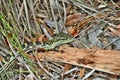 Australian snake coastal carpet python Royalty Free Stock Photo