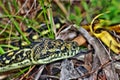 Australian snake coastal carpet python ( Morelia spilota mcdowelli) Royalty Free Stock Photo
