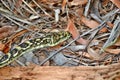 Australian snake coastal carpet python ( Morelia spilota mcdowelli) Royalty Free Stock Photo