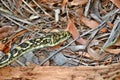 Australian snake coastal carpet python  Morelia spilota mcdowelli Royalty Free Stock Photo