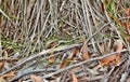 Australian snake coastal carpet python ( Morelia spilota mcdowelli) Royalty Free Stock Photo