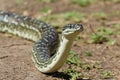 Australian Snake - Diamond Python Morelia Spilota Royalty Free Stock Photo