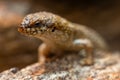 Southern Pygmy Spiny-tailed Skink Royalty Free Stock Photo