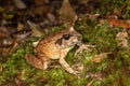 Australian Southern Stuttering Frog