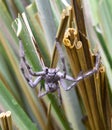 Australian Spider