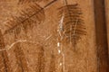 Australian spider on web in the sunshine with fossils in background