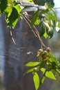 An Australian Spider Web Royalty Free Stock Photo
