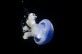 Australian spottet jellyfish in front of a black background Royalty Free Stock Photo