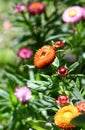 Australian spring garden with colorful native Everlasting Daisies, Xerochrysum bracteatum