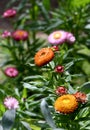 Australian spring garden with colorful native Everlasting Daisies, Xerochrysum bracteatum