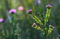 Australian spring wildflower meadow background featuring the native rose, Boronia serrulata