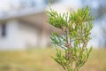 Australian Spring Wildflower Melaleuca Thymifolia Shrub