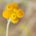 Australian Spring wildflowers yellow Billy Buttons