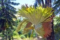 Australian Staghorn Fern