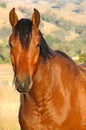 An Australian Stock Horse Royalty Free Stock Photo