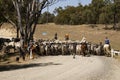 Australian stockmen moving a herd beef cattle. Royalty Free Stock Photo