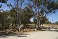 Australian stockmen with their dogs and horses moving cattle. Royalty Free Stock Photo