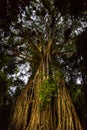 Australian strangler fig tree painted with light at dusk Royalty Free Stock Photo