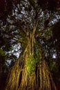 Australian strangler fig tree painted with light at dusk Royalty Free Stock Photo