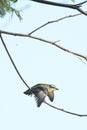 Australian Striated Pardalote Bird Royalty Free Stock Photo