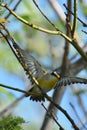 Australian Striated Pardalote Bird Royalty Free Stock Photo