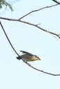 Australian Striated Pardalote Bird Royalty Free Stock Photo