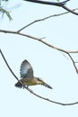 Australian Striated Pardalote Bird Royalty Free Stock Photo