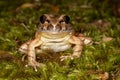 Australian Southern Stuttering Frog