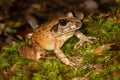 Australian Southern Stuttering Frog