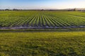 Australian subtropical agriculture - new sugarcane crops Royalty Free Stock Photo