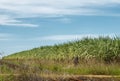 Australian sugar industry sugarcane crop Royalty Free Stock Photo