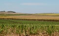 Australian sugar industry sugarcane farm Royalty Free Stock Photo