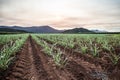 Australian Sugarcane Fields and Landscape Royalty Free Stock Photo